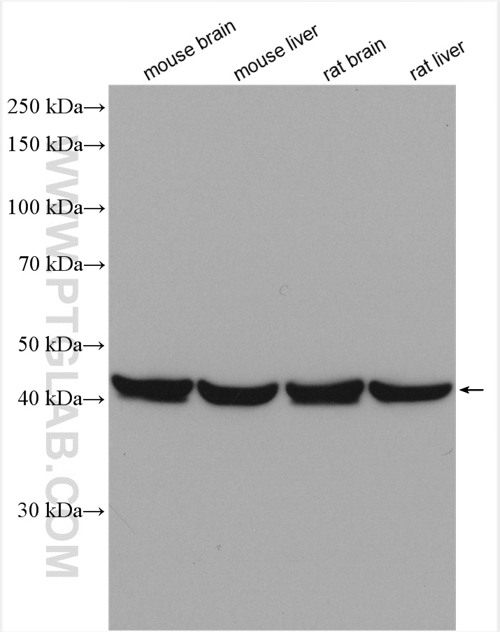 WB analysis using 15839-1-AP