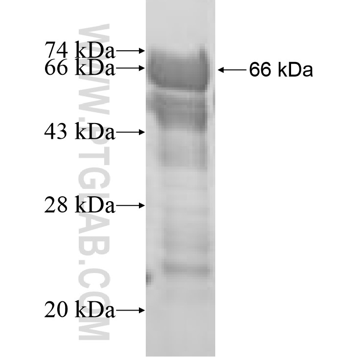 PSMC6 fusion protein Ag8589 SDS-PAGE