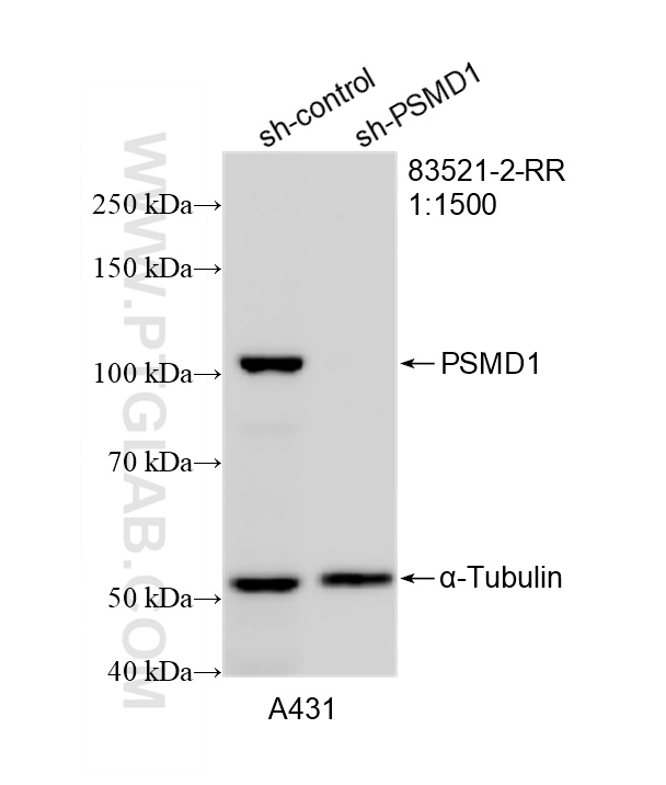 WB analysis of A431 using 83521-2-RR