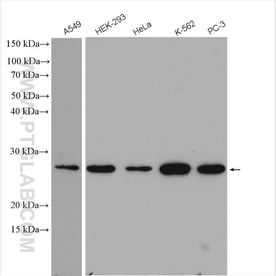 WB analysis using 12342-2-AP