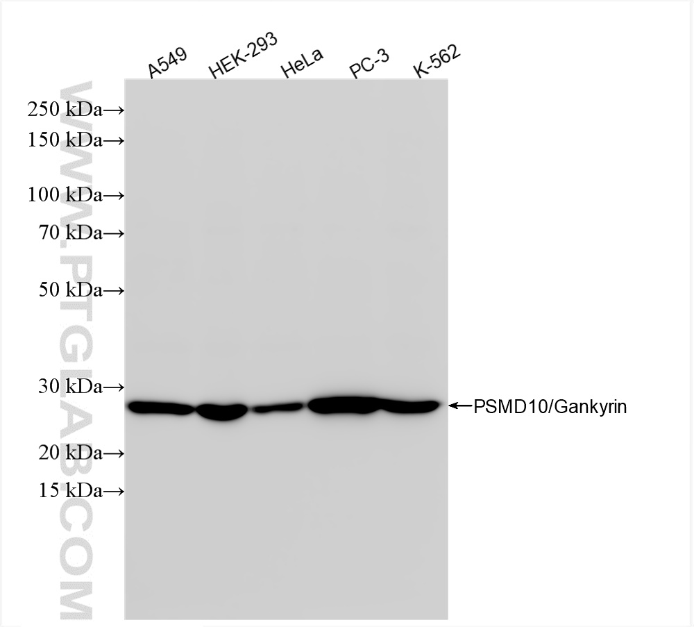 WB analysis using 86120-2-RR (same clone as 86120-2-PBS)