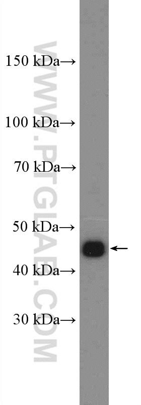 WB analysis of HeLa using 14786-1-AP