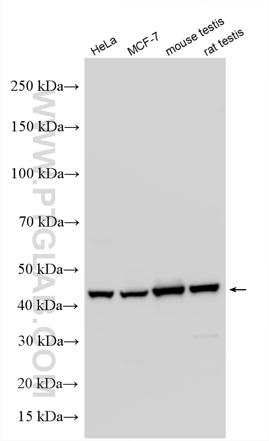 WB analysis using 14786-1-AP