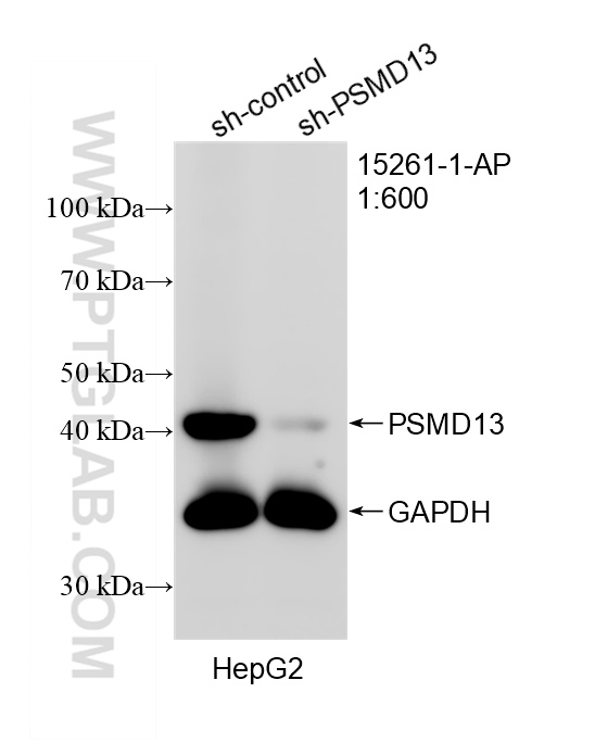 WB analysis of HepG2 using 15261-1-AP WB analysis of HepG2 using 15261-1-AP