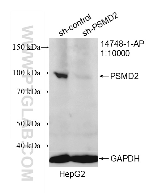 WB analysis of HepG2 using 14748-1-AP