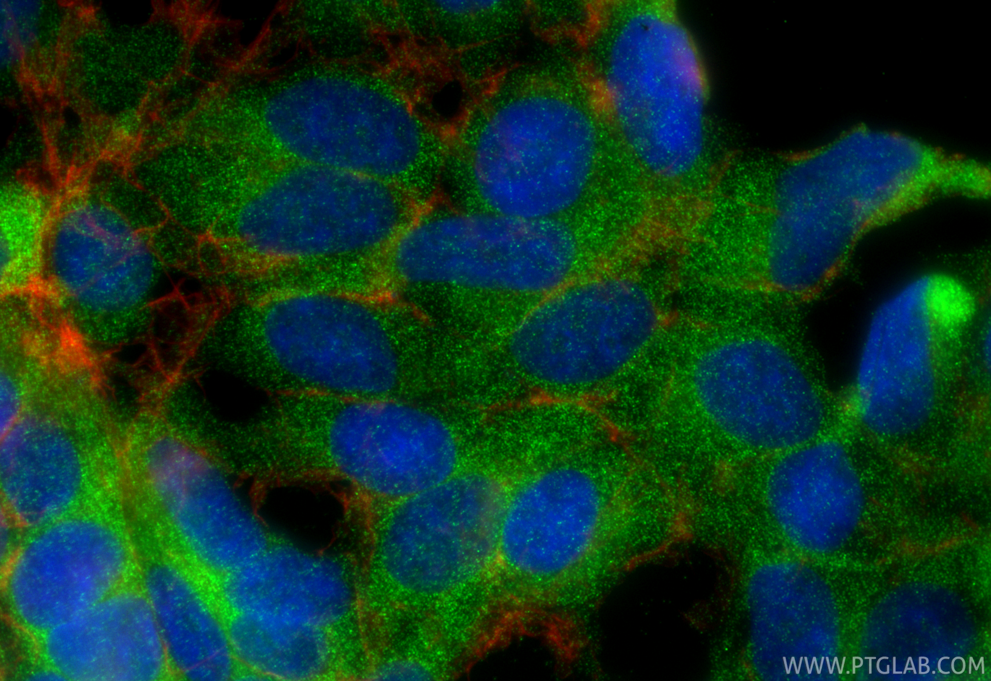 IF Staining of HEK-293 using 67770-1-Ig