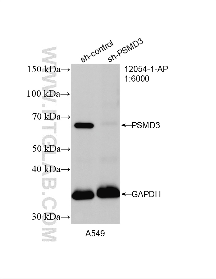 WB analysis of A549 using 12054-1-AP