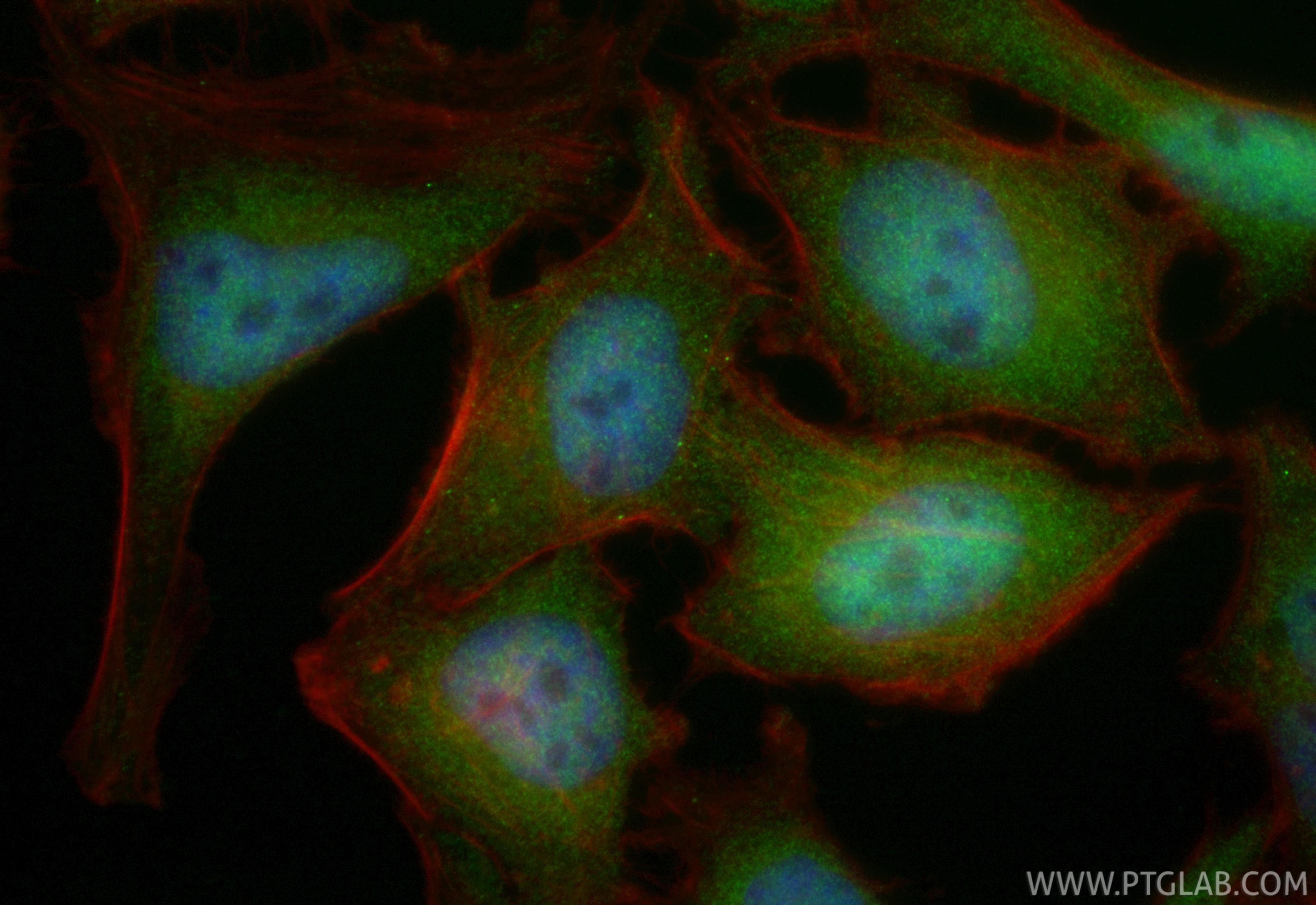 Immunofluorescent analysis of (4% PFA) fixed HeLa cells using CoraLite® Plus 488 PSMD3 antibody (CL488-84928-2, Clone: 242470D4 ) at dilution of 1:200, CL594-Phalloidin (red). IF Staining of HeLa using CL488-84928-2