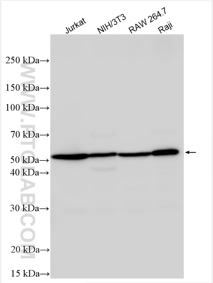 WB analysis using 14899-1-AP