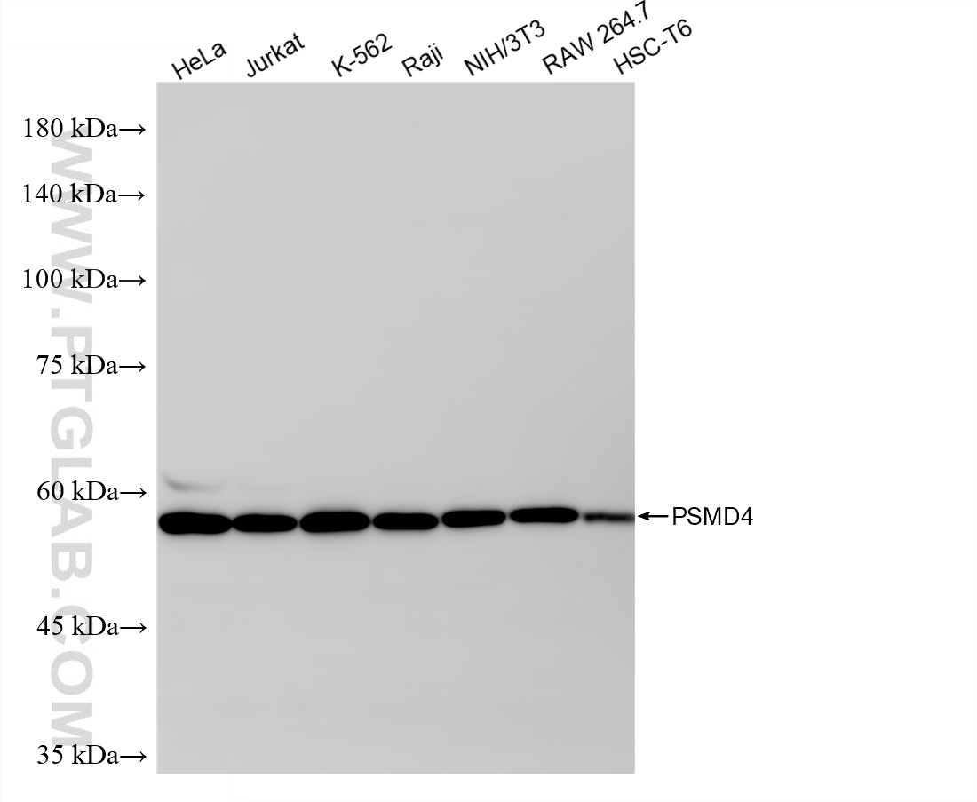 WB analysis using 86558-1-RR