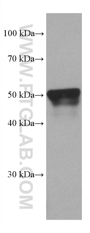 WB analysis of pig liver using 67682-1-Ig (same clone as 67682-1-PBS)