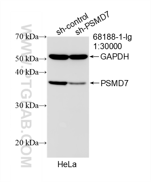 WB analysis of HeLa using 68188-1-Ig