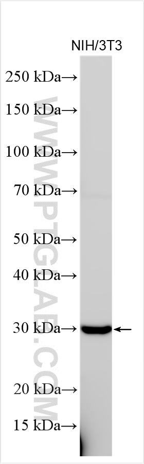 WB analysis using 27504-1-AP