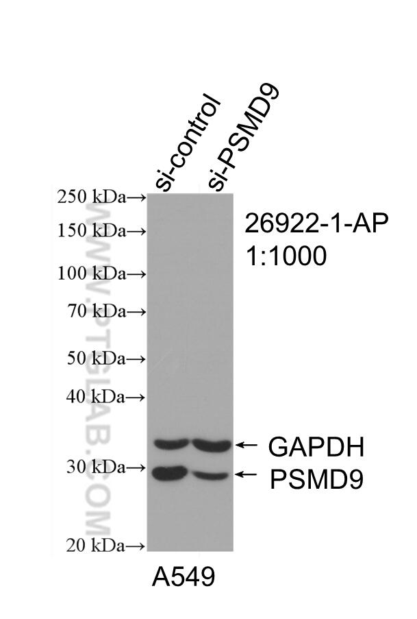 WB analysis of A549 using 26922-1-AP