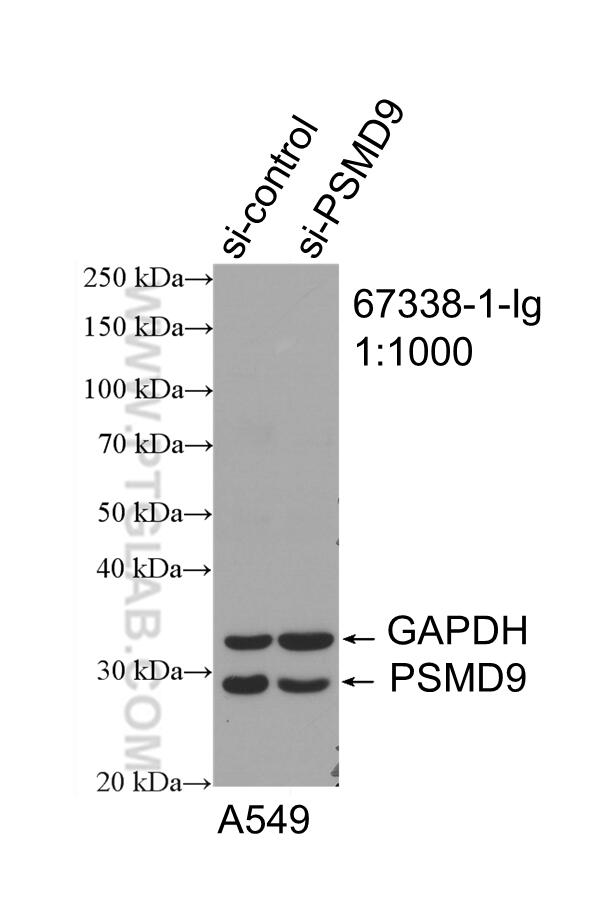 WB analysis of A549 using 67338-1-Ig