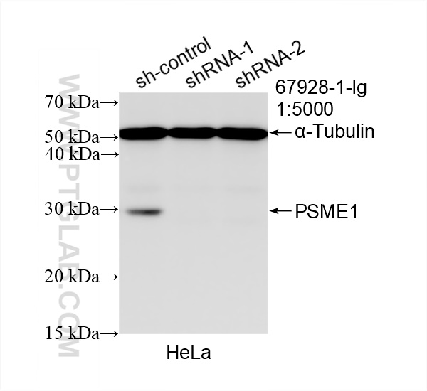 WB analysis of HeLa using 67928-1-Ig (same clone as 67928-1-PBS)