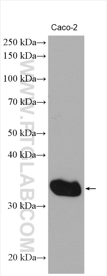 WB analysis of Caco-2 using 30009-1-AP