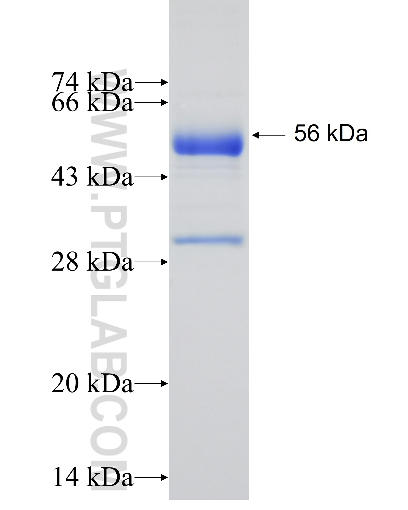 PSME3 fusion protein Ag6702 SDS-PAGE