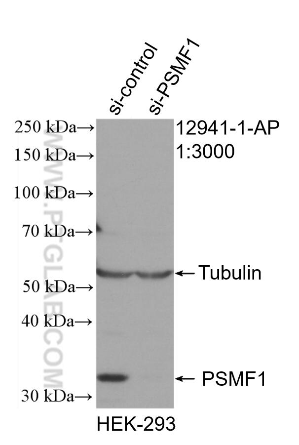 WB analysis of HEK-293 using 12941-1-AP
