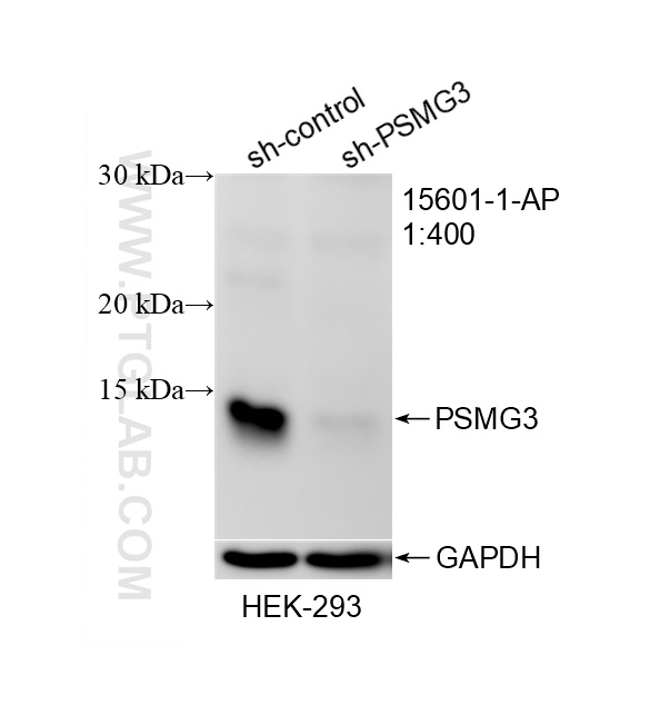 WB result of PSMG3 antibody (15601-1-AP; 1:400; incubated at room temperature for 1.5 hours) with sh-Control and sh-PSMG3 transfected HEK-293 cells. WB analysis of HEK-293 using 15601-1-AP