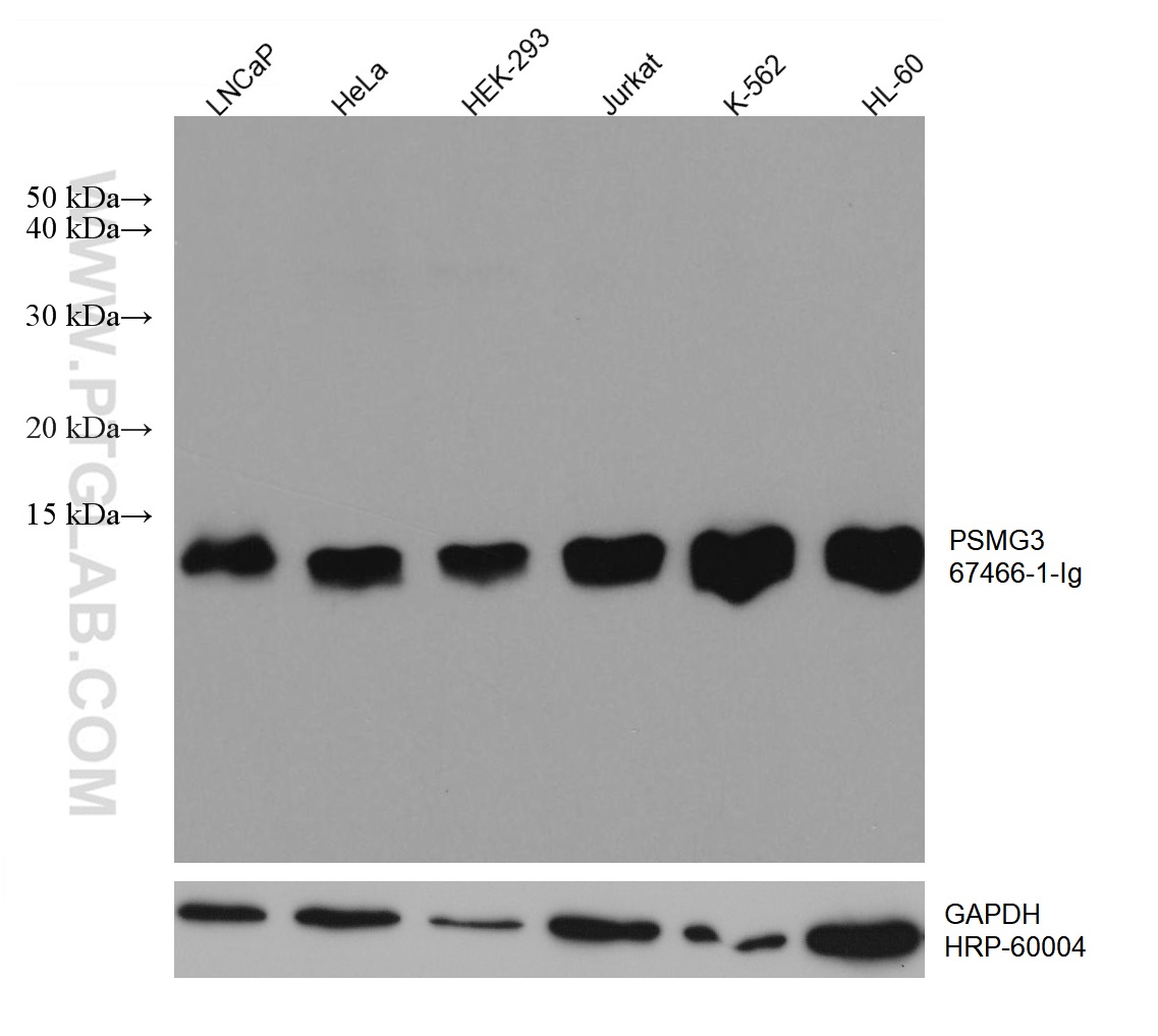 WB analysis using 67466-1-Ig