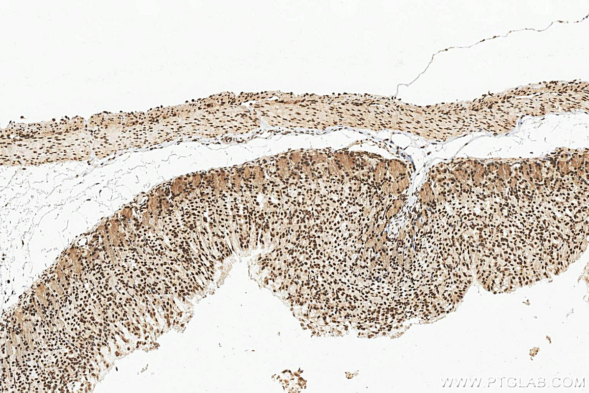 IHC staining of mouse stomach using 16714-1-AP