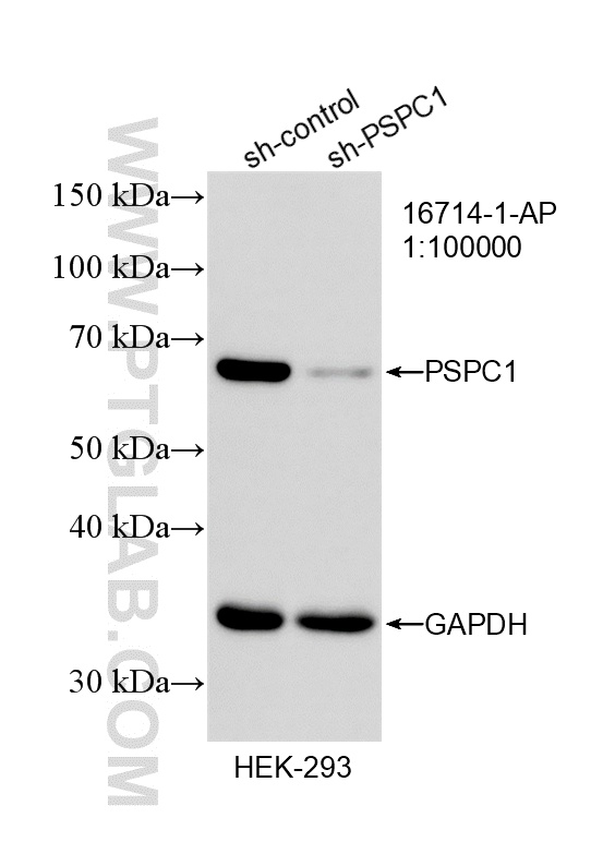 WB result of PSPC1 antibody (16714-1-AP; 1:100000; incubated at room temperature for 1.5 hours) with sh-Control and sh-PSPC1 transfected HEK-293 cells. WB analysis of HEK-293 using 16714-1-AP