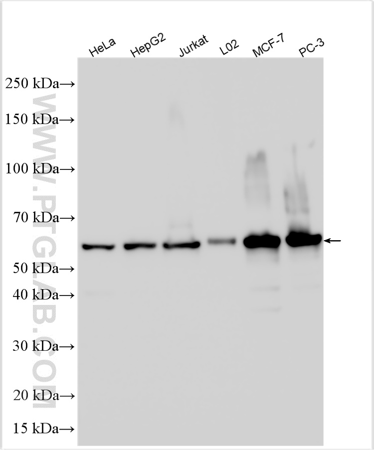 WB analysis using 16714-1-AP