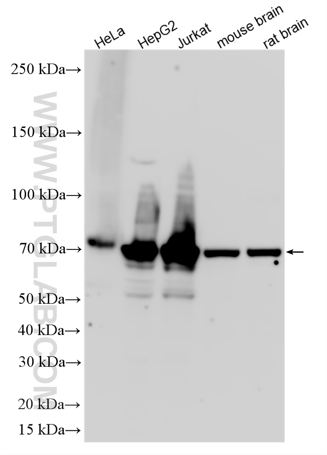 WB analysis using 16714-1-AP