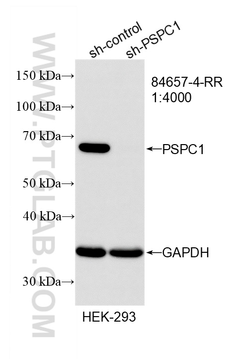 WB analysis of HEK-293 using 84657-4-RR