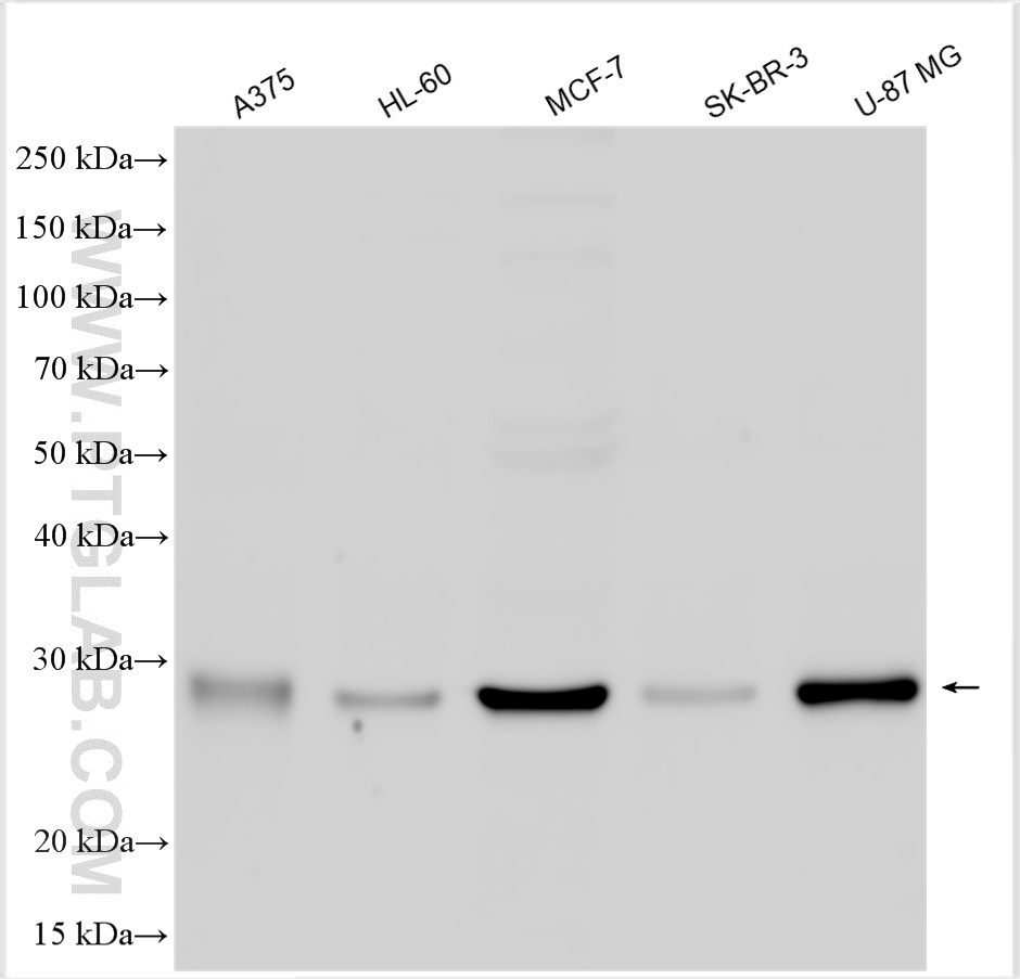 WB analysis using 14513-1-AP