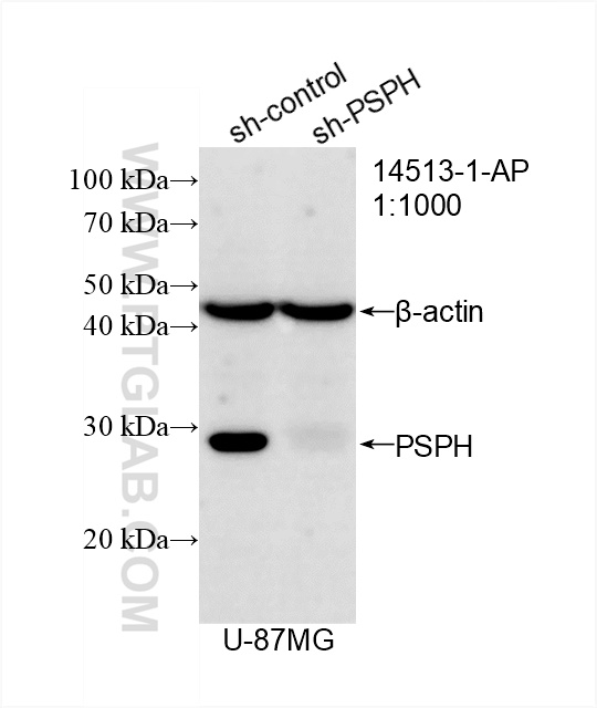 WB analysis of U-87 MG using 14513-1-AP