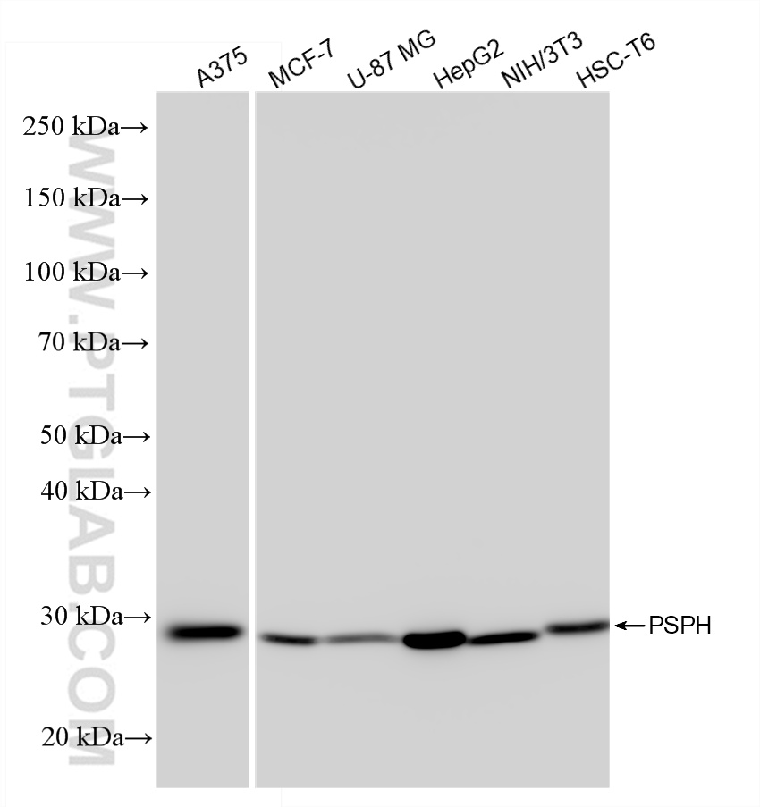 WB analysis using 84899-5-RR