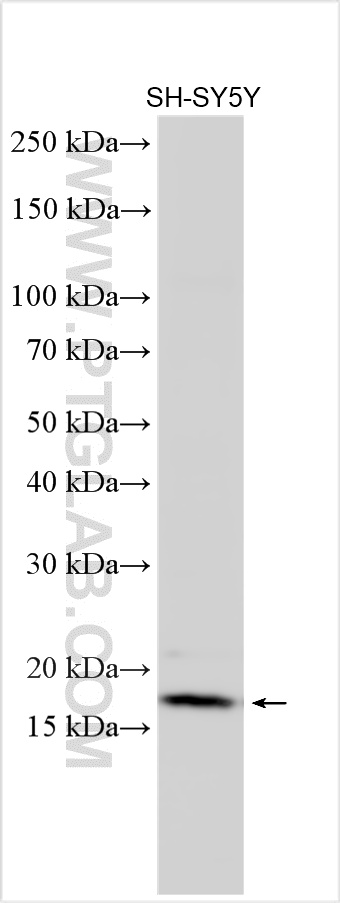 WB analysis using 19713-1-AP