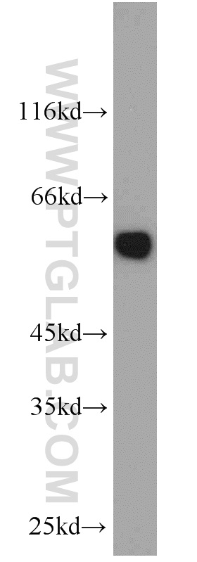 WB analysis of HepG2 using 55181-1-AP