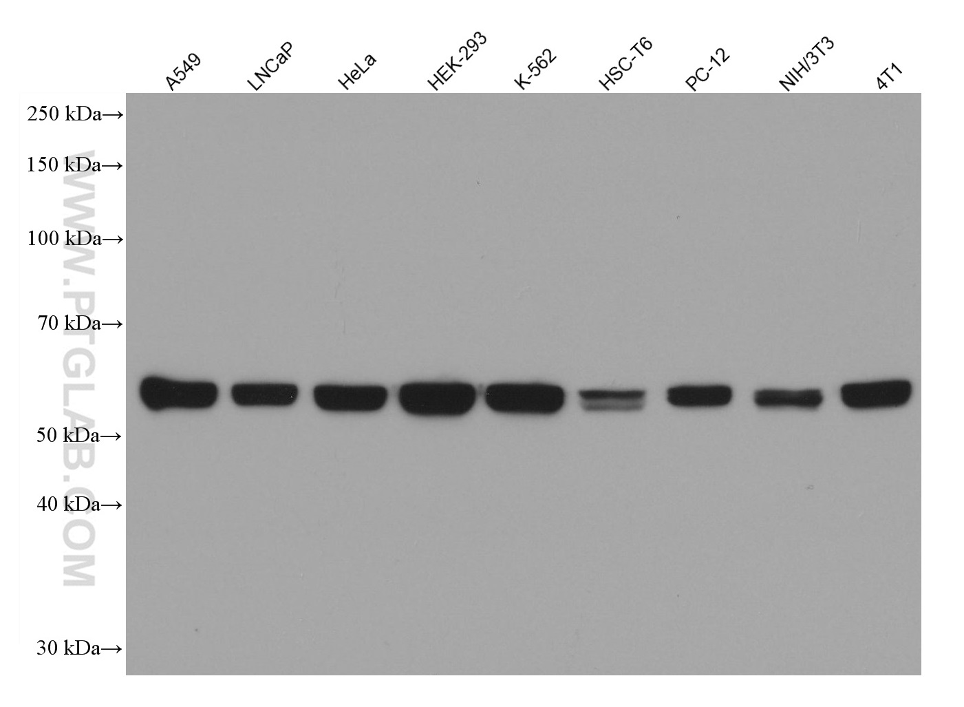 WB analysis using 67462-1-Ig