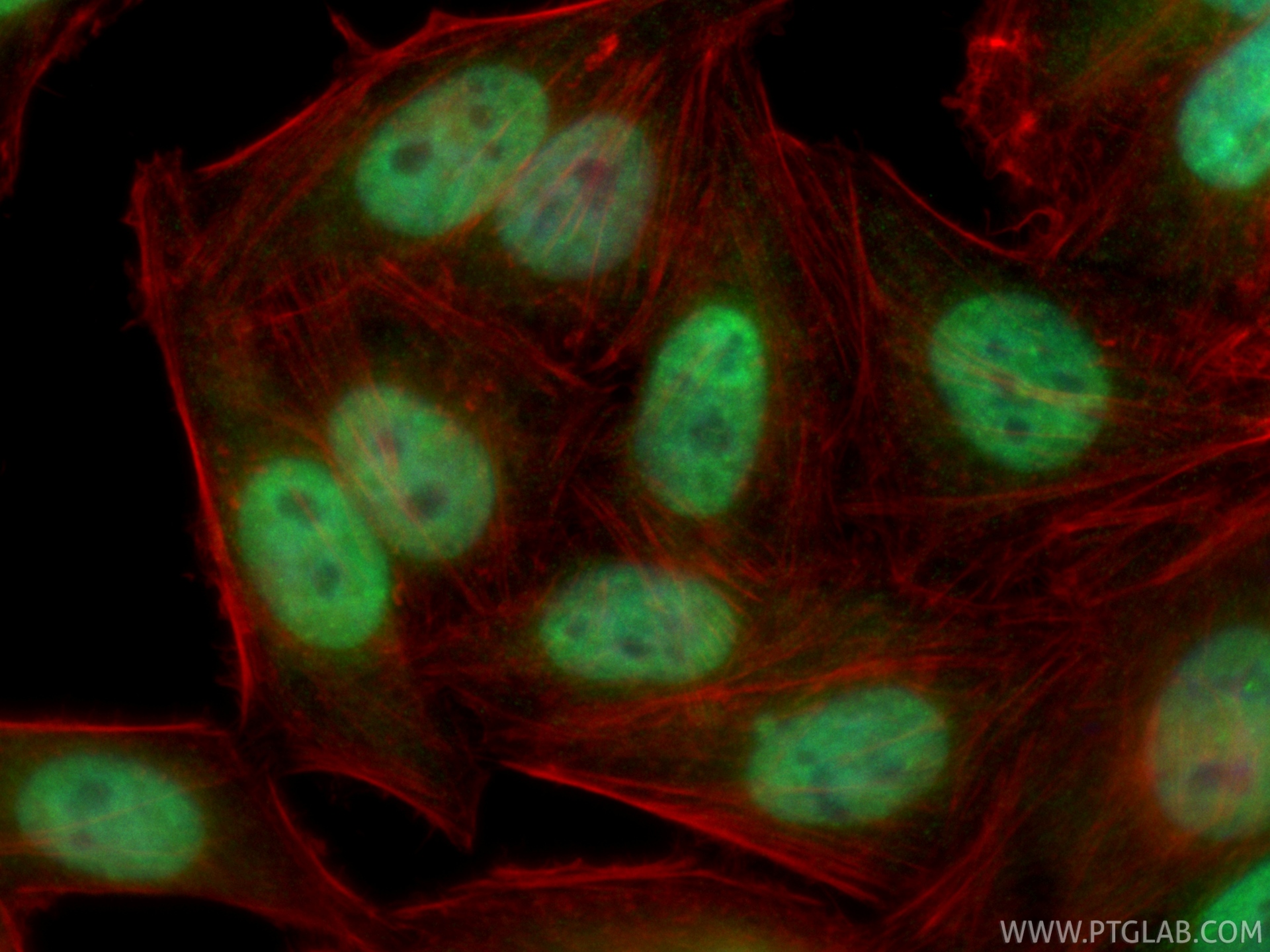 IF Staining of HepG2 using CL488-67462