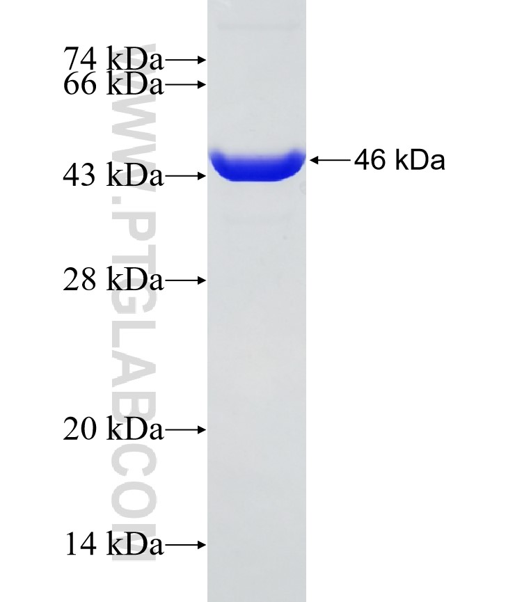 PTBP1 fusion protein Ag28404 SDS-PAGE