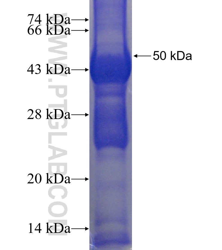 PTCD2 fusion protein Ag24115 SDS-PAGE