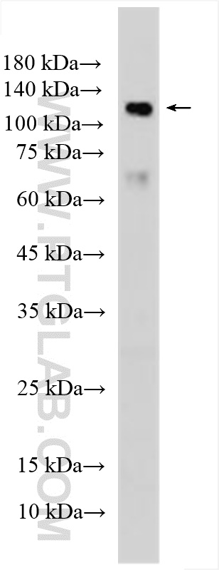 WB analysis of mouse liver using 55091-1-AP WB analysis of mouse liver using 55091-1-AP