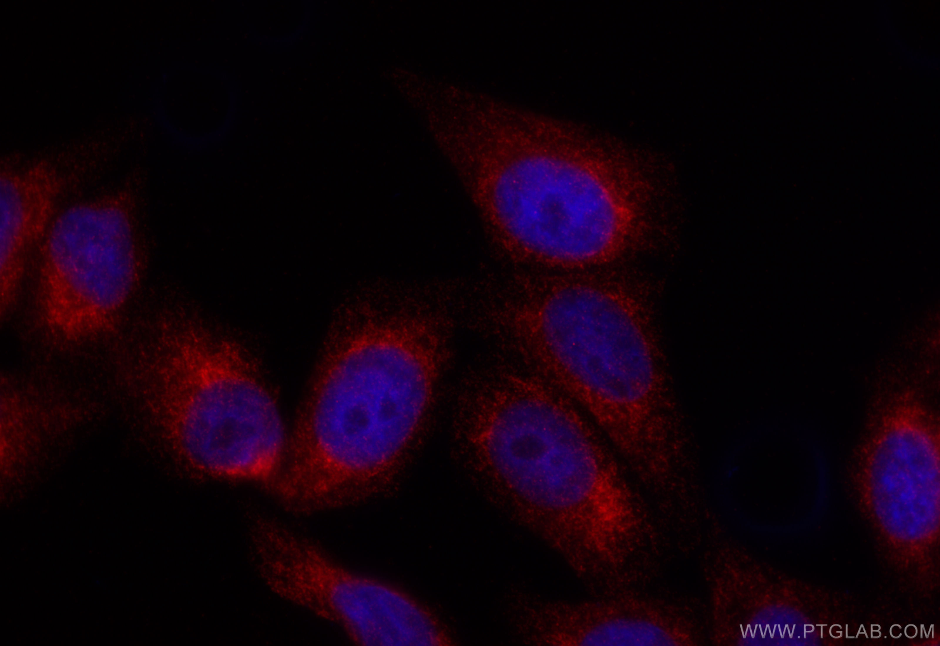 IF Staining of HepG2 using CL488-83421