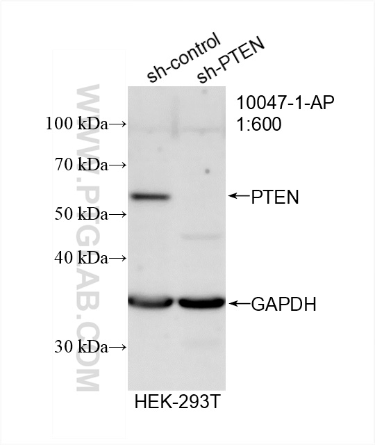 WB analysis of HEK-293T using 10047-1-AP