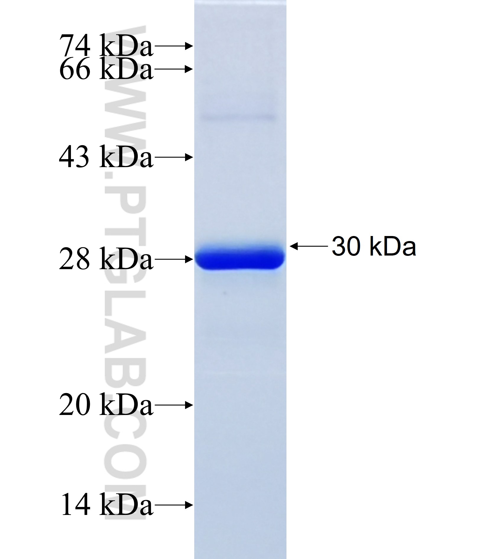 PTEN fusion protein Ag38027 SDS-PAGE PTEN fusion protein Ag38027 SDS-PAGE