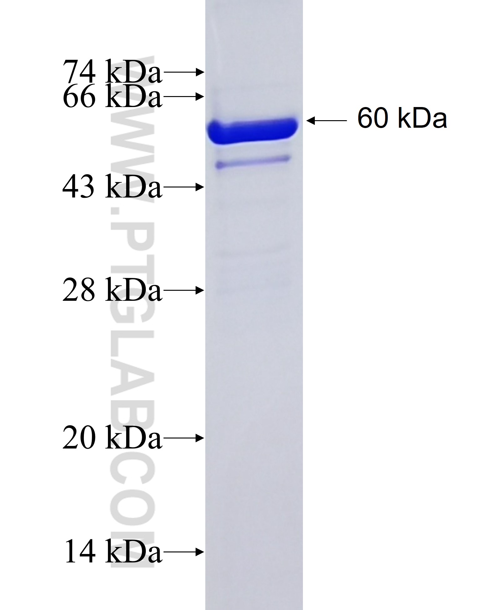 PTEN fusion protein Ag17274 SDS-PAGE