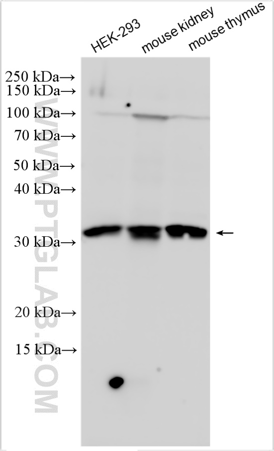 WB analysis using 11191-1-AP