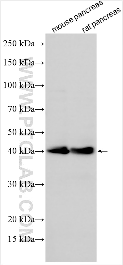 WB analysis using 30987-1-AP
