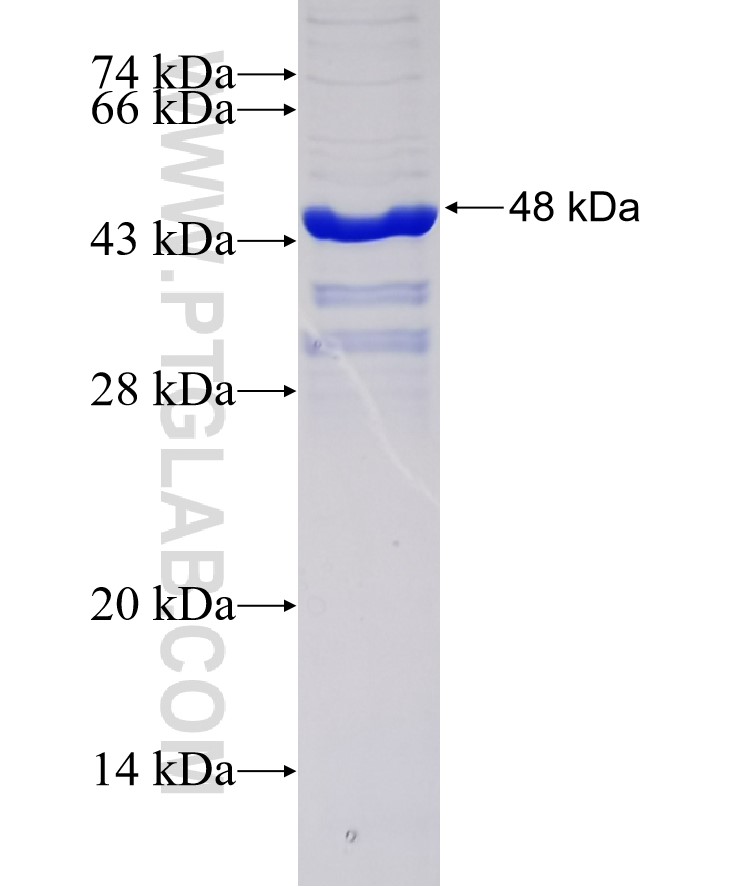 PTF1A fusion protein Ag34321 SDS-PAGE
