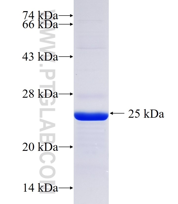 PTF1A fusion protein Ag34342 SDS-PAGE