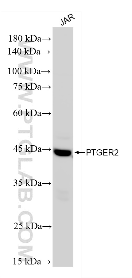 WB analysis of JAR using 87864-1-RR (same clone as 87864-1-PBS)