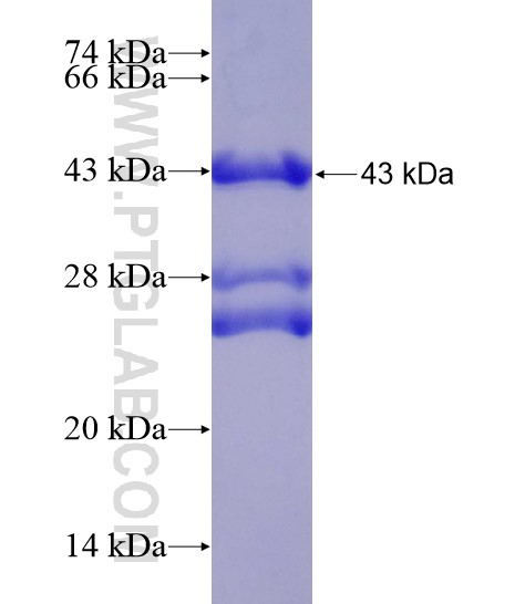 PTGER4 fusion protein Ag19217 SDS-PAGE